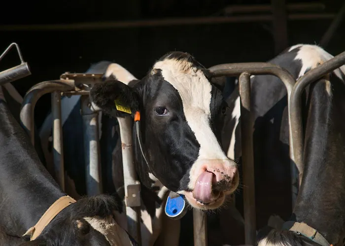 Apartamento Huxfeld-hof - Schwalbennest